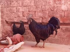 Ayam cemani grey tongue pair egg laying 0