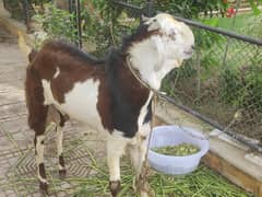 Desi Goat For Sale