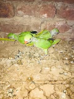 gareen parrot babies available age 50 days 0/3/2/1/4/5/5/1/3/0/5