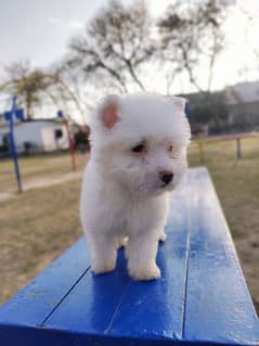 PURE WHITE POODLE PUPPY from padigree parents