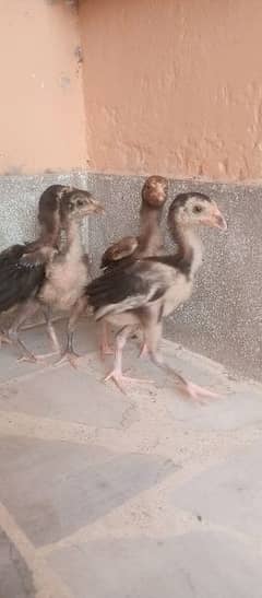 4 Aseel mianwali chicks