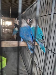 Blue violet breeder pair