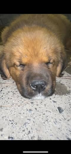 i have a Tibetan mastiff female she’s 1 month old