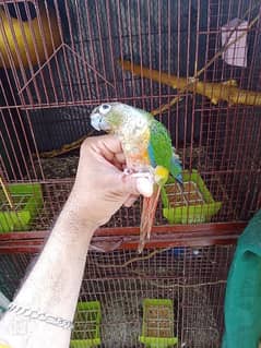 Hand tamed yellow side conure 2 pice available