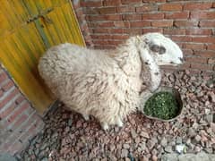 urgent sale domba heathy and fit weight is almost good for qurbani