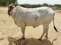 Qurbani Bulls | Cow | bull | Bachra | Desi cow | qurbani 2024