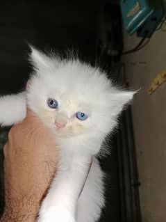 Pure Persian 8 kitten