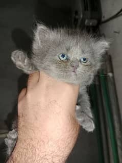 Pure Persian 5 kitten