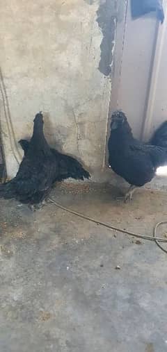 Ayam cemani full active 1 male and 2 female  contact 0324 3071070