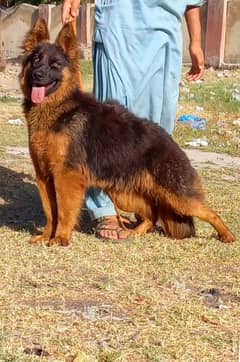 German Shepherd female / German dogs / gsd 0