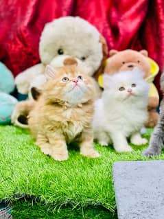 Persian Fawn tebby white Kittens Available Now