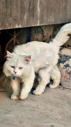Persian Cat  Male Beautiful Eyes
