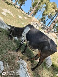 Qurbani / desi cow