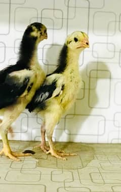 king Shamo Jet black Chicks for sale F1 breed