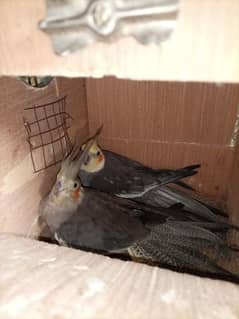 Cocktail pair breeding guarantee. Exchange possible with birds
