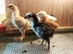 Lohmann Brown Australorp Chicks Choozay Loman Australob Austrolob Murg