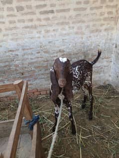 Qurbani Bakra- Beautiful Goat-Weight 28kg