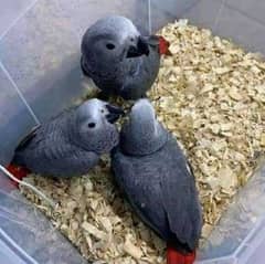 African grey parrot chiks far sale Whatsp please 0331/4489/359