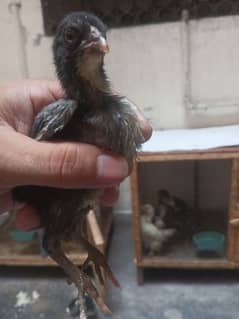 Aseel , Thai , waitnaam, begum chicks