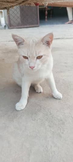 Beautiful Male Cat For Sale