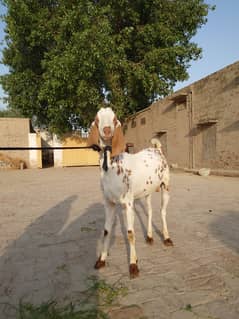 Qurbani Bakra Goat Weight 53kg No 0/3/0/5/8/6/8/5/5/8/8