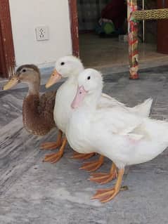 Ducklings for Sale in Rawalpindi