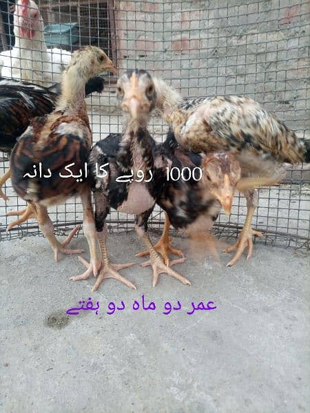 اصیل چوزے 9