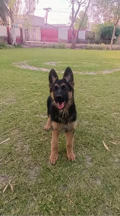 Pure GSD female puppy for sale