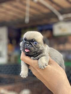 pug male puppy available for booking