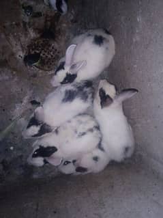 Beautiful Rabbits for sale