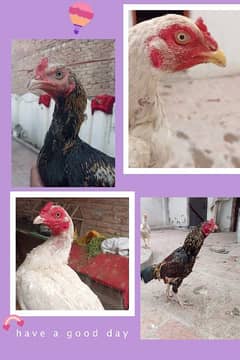 herra and jawa top class aseel for sell 2 female 2 male