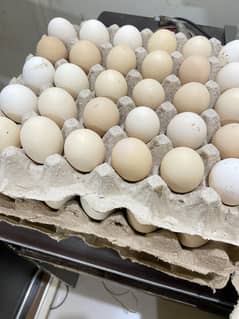 Fresh Fertile Eggs