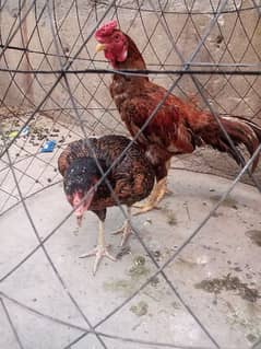 Aseel pair for sale love bird pice 1500