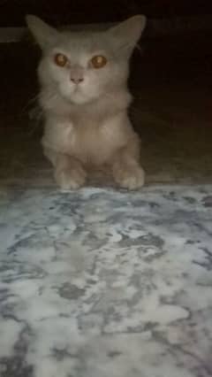 urgent sale Persian cat male. . . active n healthy
