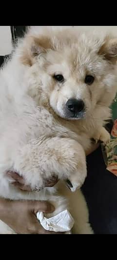 Samoyed imported puppies available for sale