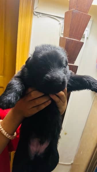 Black German shepherd puppies for sale 2