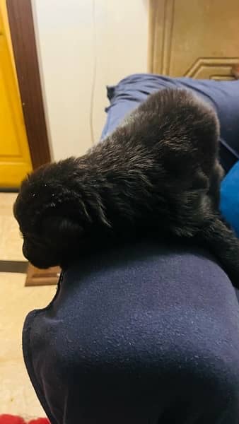 Black German shepherd puppies for sale 3