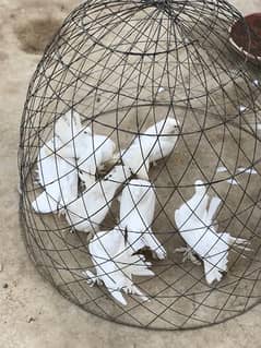 indian fantail, highflyers for sale pigeons