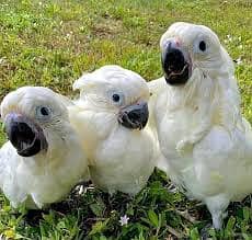 parrot chicks 03274224738 grey parrot | macaw | cockatoo