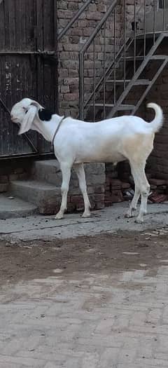 2dant Bakra for sale. Jhung road location