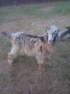 2 male goats active healthy for sale age 5 month
