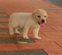 Labrador puppy 03234696626