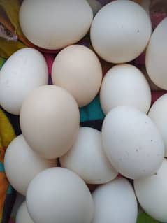 Japanese fertile eggs