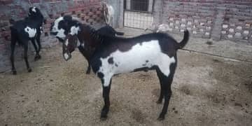 2 bakry for sale. bary bakry hain. price 4Lac. live weight 80 to 90 kg.