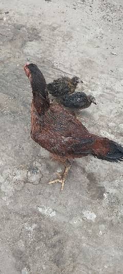 One Aseel Murghi with two Chicks for sale MashAllah healthy and active