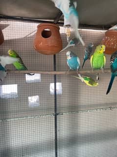 Breeder budgies for sale