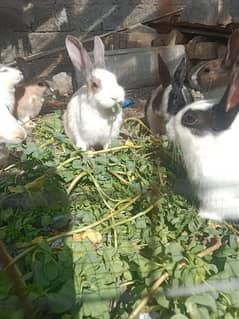 Desi Rabbits For Sale Mix Color Whatsapp no 03335077042