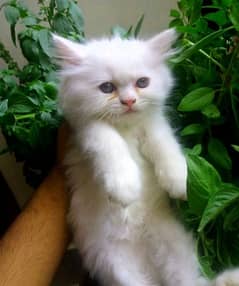male  kitten for sale