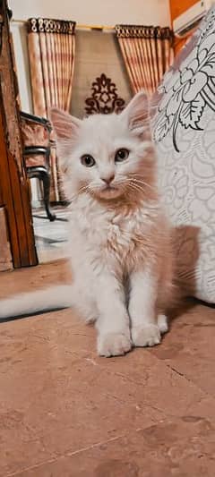 Vaccinated Healthy Persian Pure white male Kitten