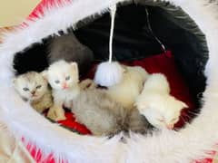 beautiful kittens for sale male and female are available